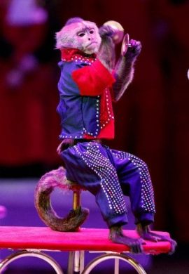 Шоу дрессированных обезьянок