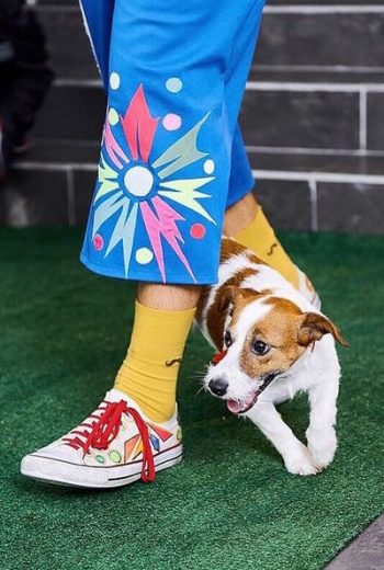 Дрессированная собачка